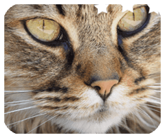 花朝棋牌官方网站