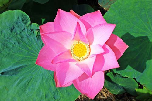 墨江湖闯出机关岛红包版