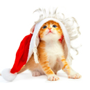 顺丰打车安卓版